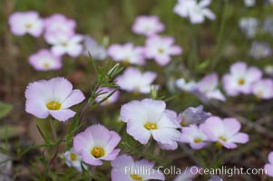 Ground pink blooms in spring, Batiquitos Lagoon, Carlsbad, Linanthus dianthiflorus