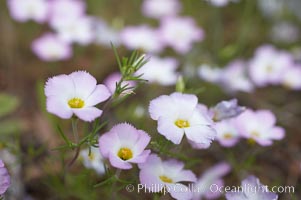 Ground pink blooms in spring, Batiquitos Lagoon, Carlsbad, Linanthus dianthiflorus