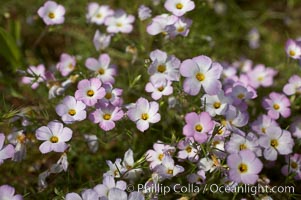 Ground pink blooms in spring, Batiquitos Lagoon, Carlsbad, Linanthus dianthiflorus