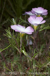 Ground pink blooms in spring, Batiquitos Lagoon, Carlsbad, Linanthus dianthiflorus