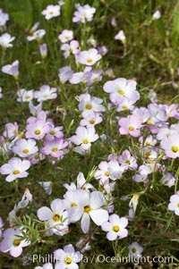 Ground pink blooms in spring, Batiquitos Lagoon, Carlsbad, Linanthus dianthiflorus