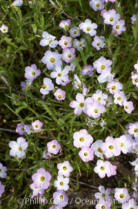 Ground pink blooms in spring, Batiquitos Lagoon, Carlsbad, Linanthus dianthiflorus