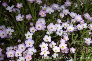 Ground pink blooms in spring, Batiquitos Lagoon, Carlsbad. California, USA, Linanthus dianthiflorus, natural history stock photograph, photo id 11515
