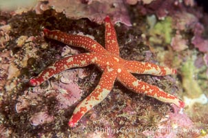 Pacific comet star, Linckia columbiae