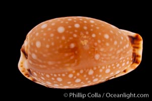 Lined-lip Cowrie, Cypraea labrolineata