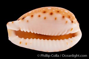 Lined-lip Cowrie, Cypraea labrolineata