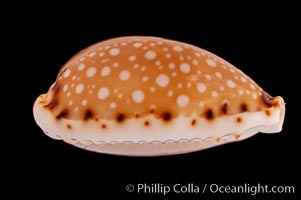 Lined-lip Cowrie, Cypraea labrolineata