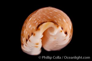 Lined-lip Cowrie, Cypraea labrolineata