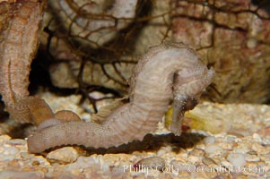 Lined seahorse, Hippocampus erectus