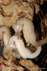 Lined seahorse, Hippocampus erectus