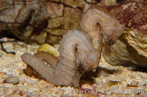 Lined seahorse, Hippocampus erectus