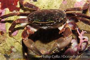 Lined shore crab, Pachygrapus crassipes