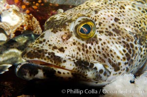 Lingcod, portrait, Ophiodon elongatus