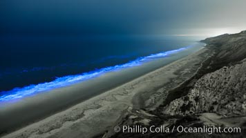 Lingulodinium polyedrum red tide dinoflagellate plankton, glows blue when it is agitated in wave and is visible at night, Lingulodinium polyedrum, La Jolla, California