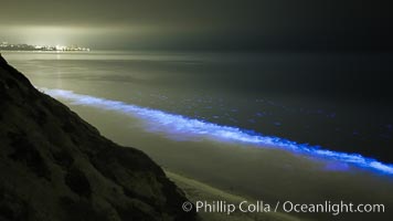 Lingulodinium polyedrum red tide dinoflagellate plankton, glows blue when it is agitated in wave and is visible at night, Lingulodinium polyedrum, La Jolla, California