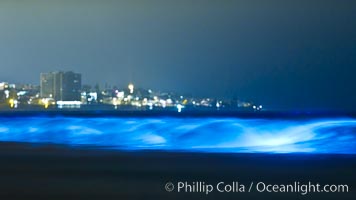 Lingulodinium polyedrum red tide dinoflagellate plankton, glows blue when it is agitated in wave and is visible at night. La Jolla, California, USA, Lingulodinium polyedrum, natural history stock photograph, photo id 27064