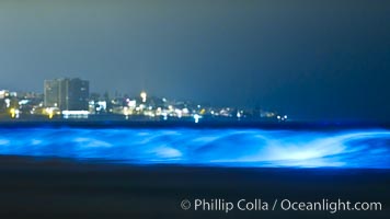 Lingulodinium polyedrum red tide dinoflagellate plankton, glows blue when it is agitated in wave and is visible at night, Lingulodinium polyedrum, La Jolla, California