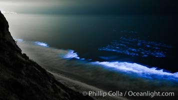 Bottlenose dolphins swim through red tide, hunt a school of fish, lit by glowing bioluminescence caused by microscopic Lingulodinium polyedrum dinoflagellate organisms which glow blue when agitated at night.