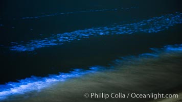 Bottlenose dolphins swim through red tide, hunt a school of fish, lit by glowing bioluminescence caused by microscopic Lingulodinium polyedrum dinoflagellate organisms which glow blue when agitated at night, Lingulodinium polyedrum, La Jolla, California