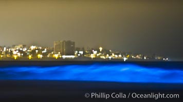 Lingulodinium polyedrum red tide dinoflagellate plankton, glows blue when it is agitated in wave and is visible at night, Lingulodinium polyedrum, La Jolla, California