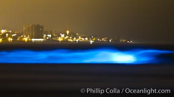 Lingulodinium polyedrum red tide dinoflagellate plankton, glows blue when it is agitated in wave and is visible at night, Lingulodinium polyedrum, La Jolla, California