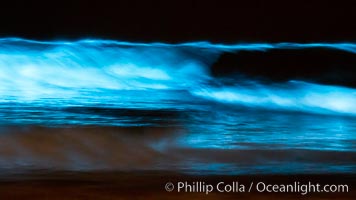 Lingulodinium polyedrum red tide dinoflagellate plankton, glows blue when it is agitated in wave and is visible at night, Lingulodinium polyedrum, La Jolla, California