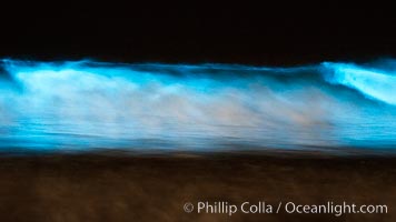 Lingulodinium polyedrum red tide dinoflagellate plankton, glows blue when it is agitated in wave and is visible at night, Lingulodinium polyedrum, La Jolla, California