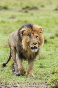 Lion, adult male, Maasai Mara National Reserve, Kenya