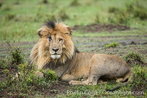 Lion, adult male, Maasai Mara National Reserve, Kenya, Panthera leo