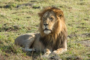 Lion, adult male, Maasai Mara National Reserve, Kenya, Panthera leo