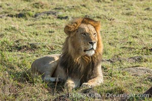 Lion, adult male, Maasai Mara National Reserve, Kenya, Panthera leo