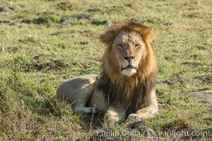 Lion, adult male, Maasai Mara National Reserve, Kenya, Panthera leo