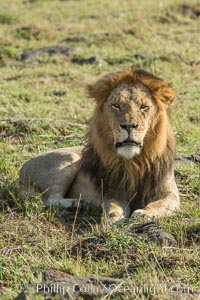 Lion, adult male, Maasai Mara National Reserve, Kenya., Panthera leo, natural history stock photograph, photo id 29897