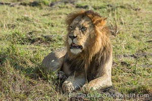 Lion, adult male, Maasai Mara National Reserve, Kenya, Panthera leo