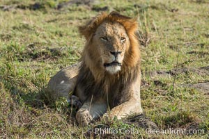 Lion, adult male, Maasai Mara National Reserve, Kenya, Panthera leo