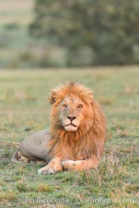 Lion, adult male, Olare Orok Conservancy, Kenya, Panthera leo