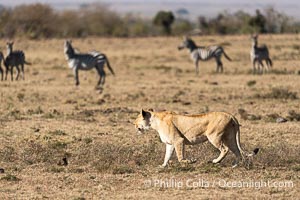 Lion and Alert Zebra, Mara North Conservancy, Kenya, Panthera leo
