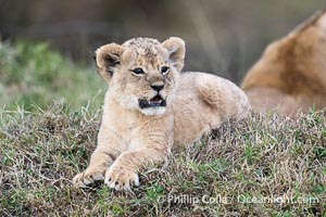 Lion Cub Eight Weeks Old, Mara North Conservancy, Kenya, Panthera leo