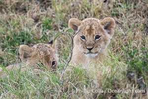 Lion Cub Eight Weeks Old, Mara North Conservancy, Kenya, Panthera leo