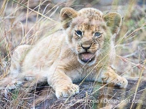 Lion cub eight weeks old, Mara North Conservancy, Kenya, Panthera leo