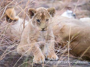 Lion cub eight weeks old, Mara North Conservancy, Kenya, Panthera leo