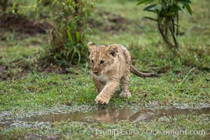 Lion cub, two weeks old, Maasai Mara National Reserve, Kenya, Panthera leo