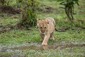 Lion cub, two weeks old, Maasai Mara National Reserve, Kenya, Panthera leo