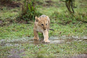 Lion cub, two weeks old, Maasai Mara National Reserve, Kenya, Panthera leo