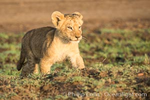 Lion cub, Maasai Mara National Reserve, Kenya, Panthera leo