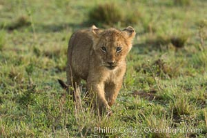 Lion cub, Maasai Mara National Reserve, Kenya, Panthera leo