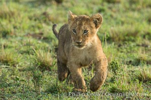 Lion cub, Maasai Mara National Reserve, Kenya, Panthera leo