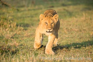 Lion cub, Olare Orok Conservancy, Kenya, Panthera leo