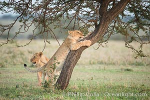 Lion cub scratching on tree, Olare Orok Conservancy, Kenya, Panthera leo