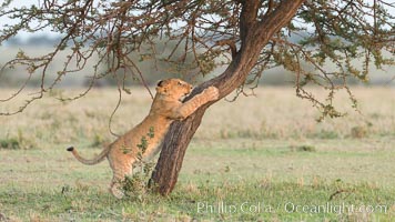 Lion cub scratching on tree, Olare Orok Conservancy, Kenya, Panthera leo